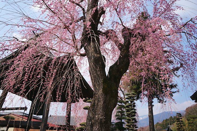 長桂寺の枝垂れ桜