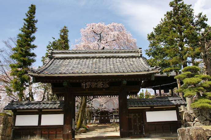 大雄寺の枝垂れ桜