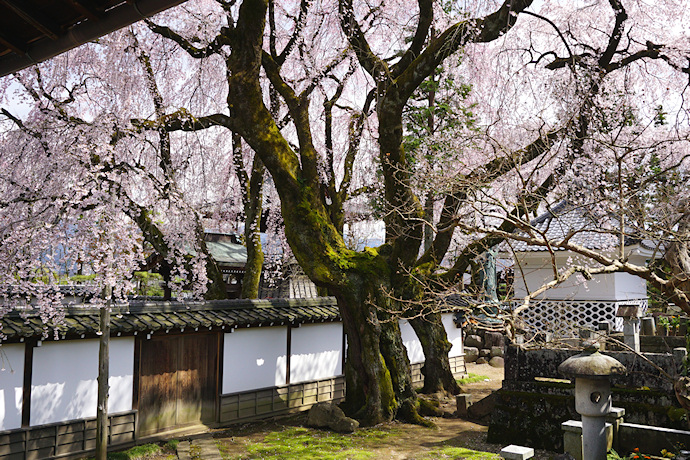 大雄寺の枝垂れ桜