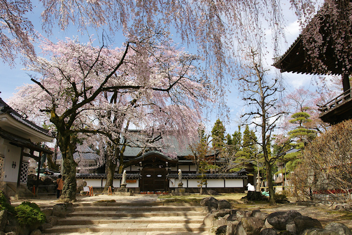 大雄寺の枝垂れ桜