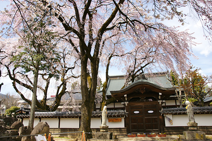 大雄寺の枝垂れ桜