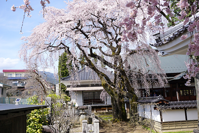 大雄寺の枝垂れ桜