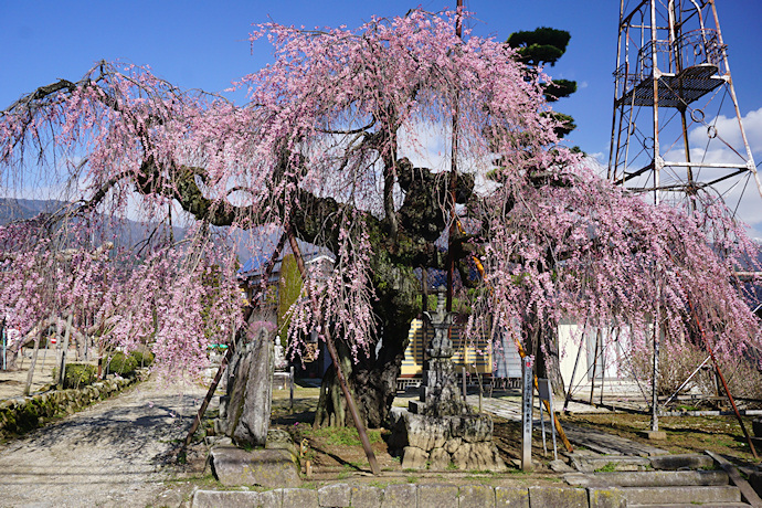 円通庵の枝垂れ桜