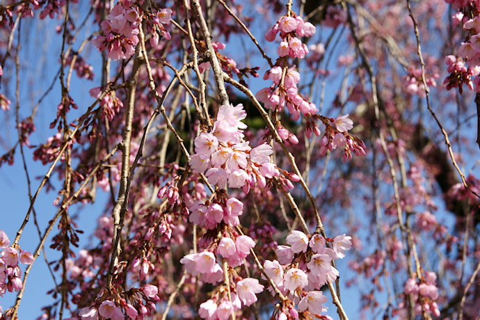 円通庵の枝垂れ桜