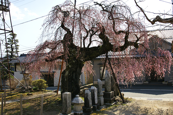 円通庵の枝垂れ桜