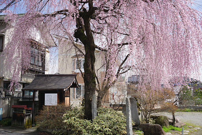 普門院跡の糸桜