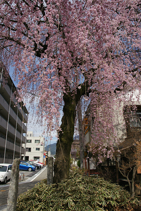 普門院跡の糸桜