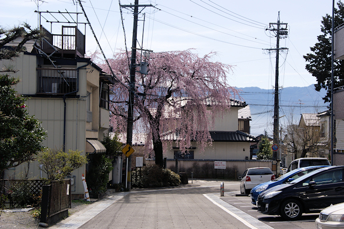 普門院跡の糸桜