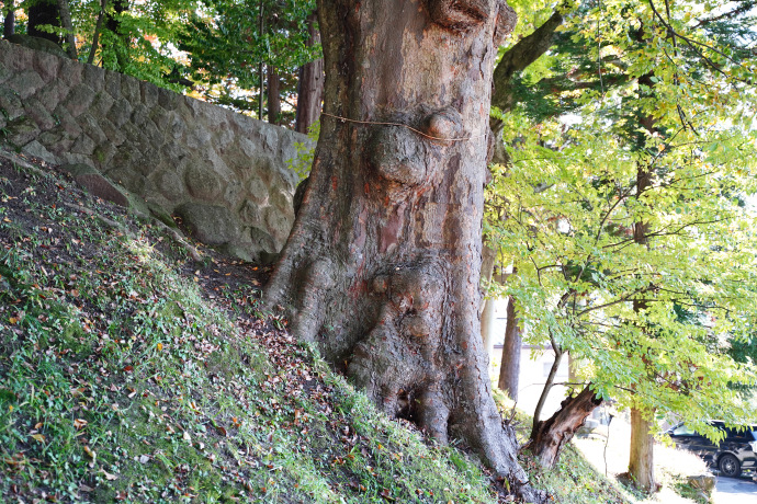 神戸神社のケヤキ