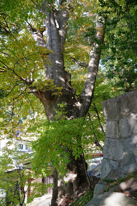 神戸神社のケヤキ