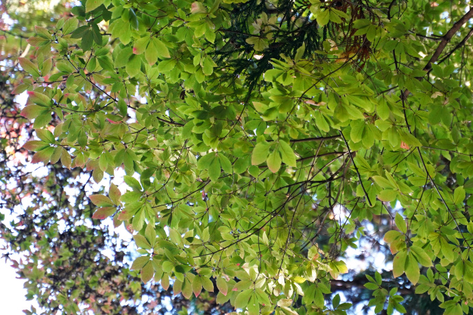 八幡宮鞠子社のメグスリノキの葉