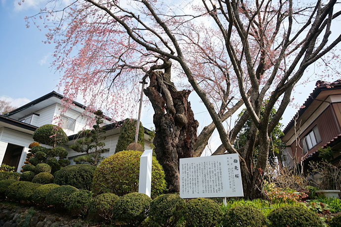 伯先桜