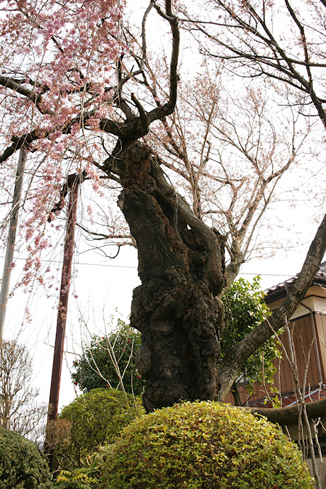 伯先桜