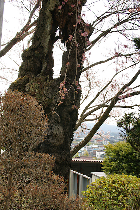 伯先桜