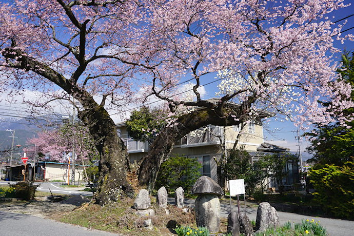 原田の桜