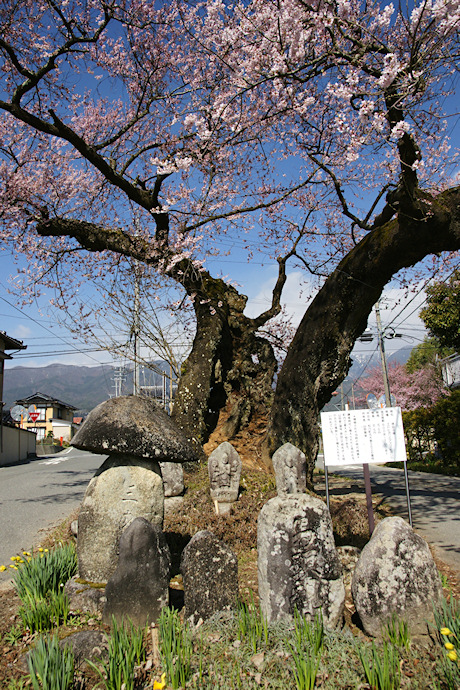 原田の桜