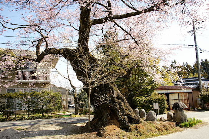 原田の桜