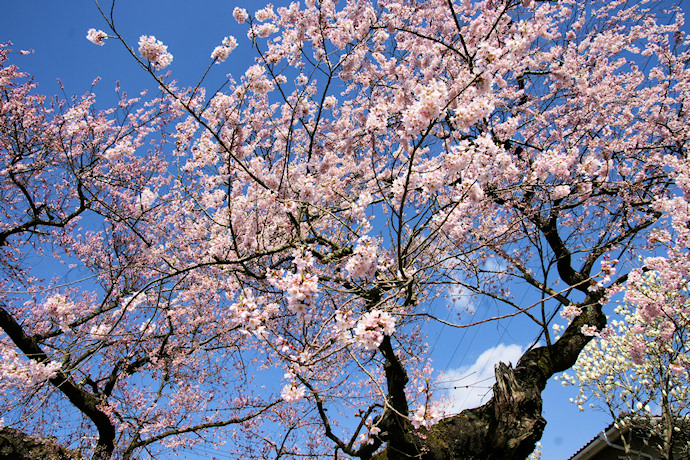 原田の桜