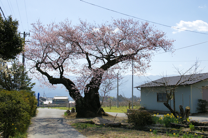 原田の桜