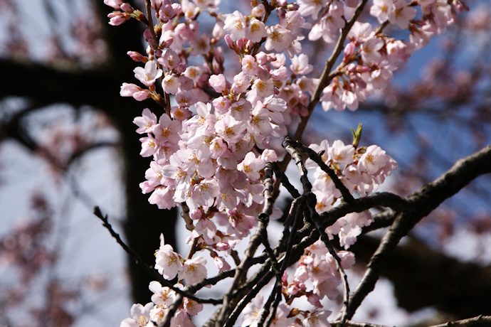 原田の桜