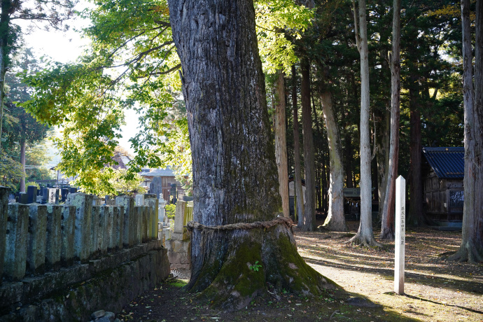 波多神社のコナラ