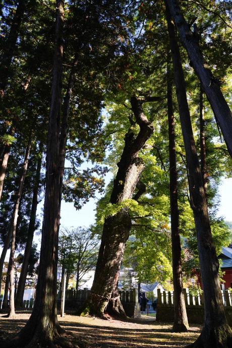 波多神社のコナラ