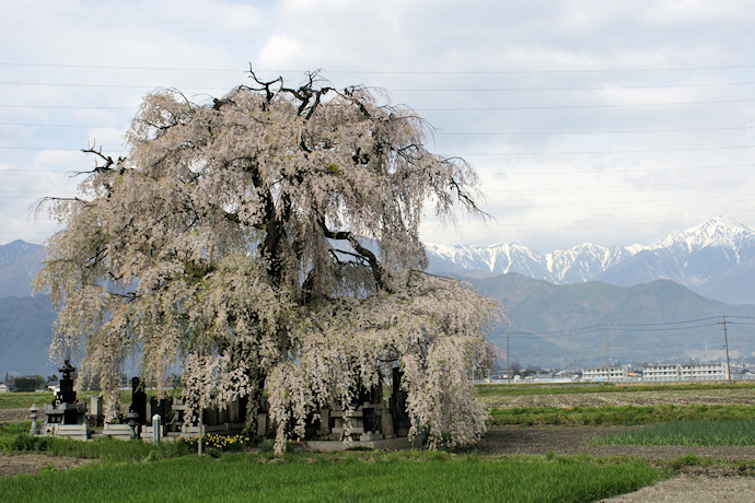 本村の大しだれ桜