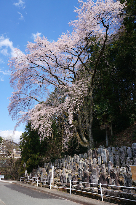 百体庚申の枝垂れ桜