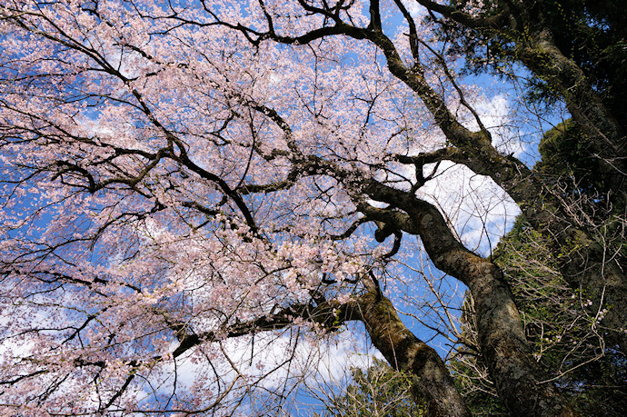 百体庚申の枝垂れ桜