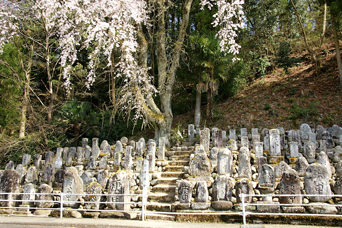 百体庚申の枝垂れ桜