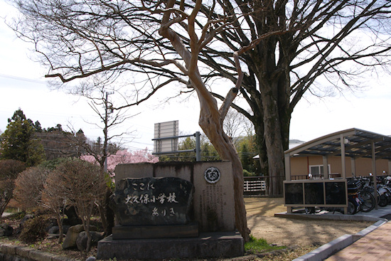 飯田市役所のケヤキ