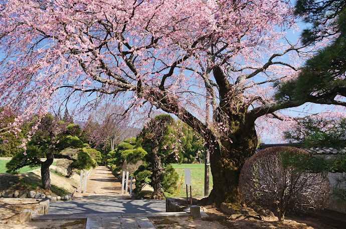 伊那三女ゆかりの桜