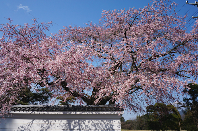 伊那三女ゆかりの桜