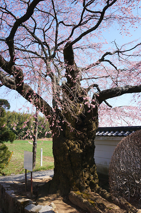 伊那三女ゆかりの桜