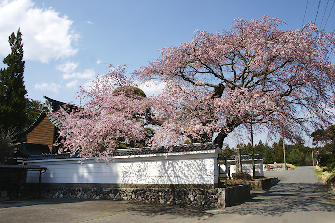 伊那三女ゆかりの桜