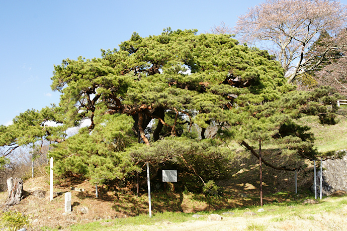 石神の松