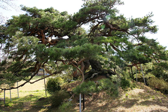 石神の松