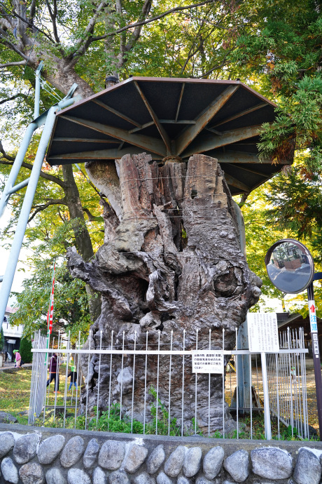 伊和神社の大ケヤキ（北西）