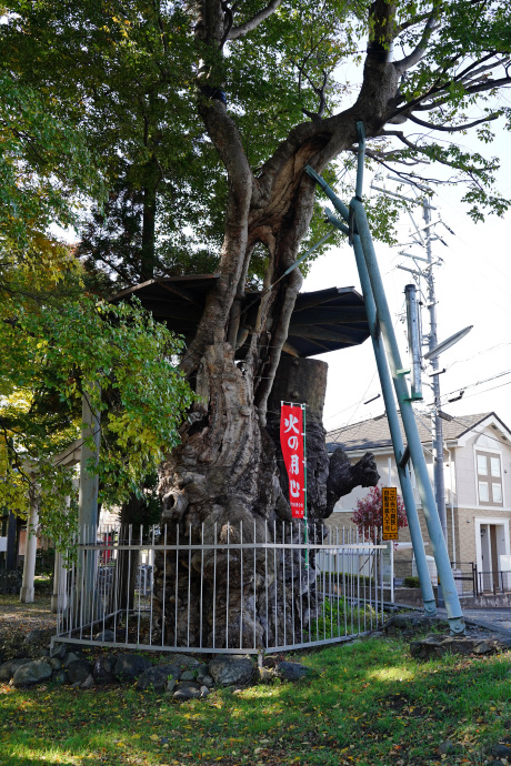 伊和神社の大ケヤキ（北西）