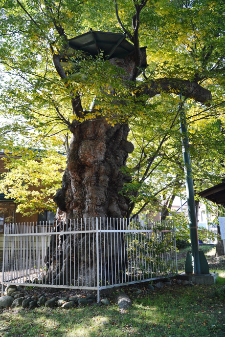 伊和神社の大ケヤキ（南西）