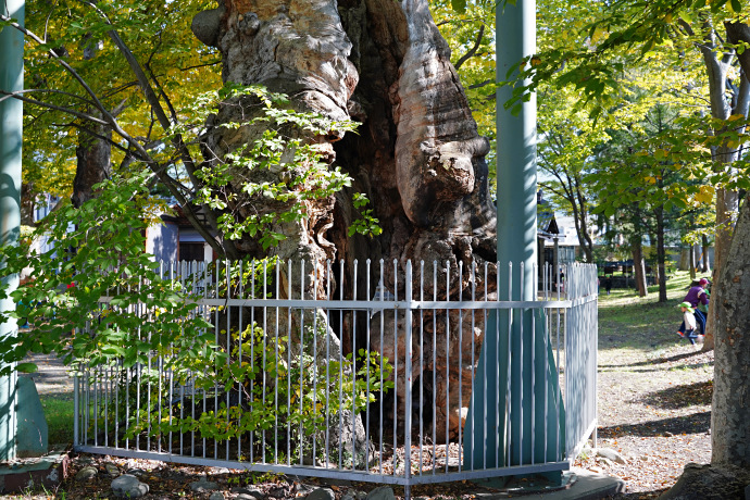 伊和神社の大ケヤキ（南西）