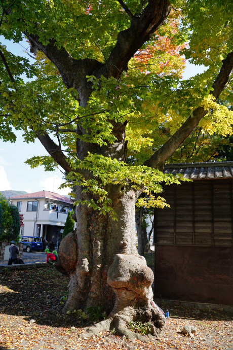 伊和神社の大ケヤキ（本殿左）