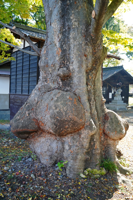 伊和神社の大ケヤキ（本殿左）