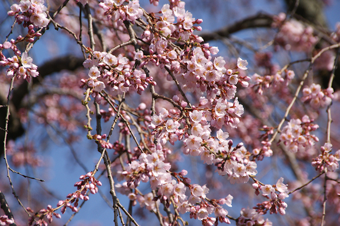 慈福院のしだれ桜