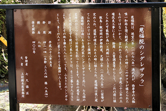 慈福院のしだれ桜説明板