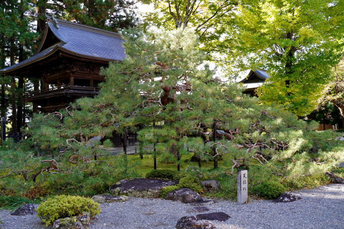 慈雲寺の天桂松