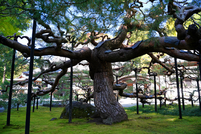 慈雲寺の天桂松