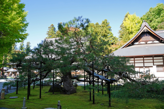 慈雲寺の天桂松