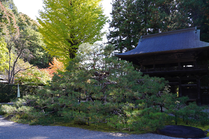 慈雲寺の天桂松