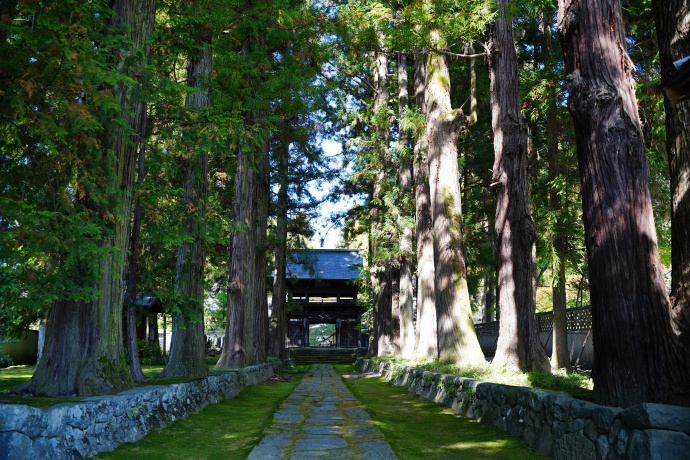 慈雲寺の杉並木